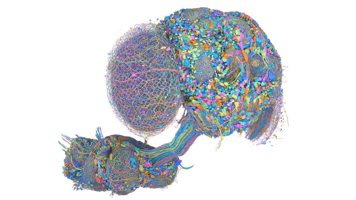 Original Janelia MaleCNS research rendering showing colourful reconstructed neuron structures across the fruit fly brain and ventral nerve cord.