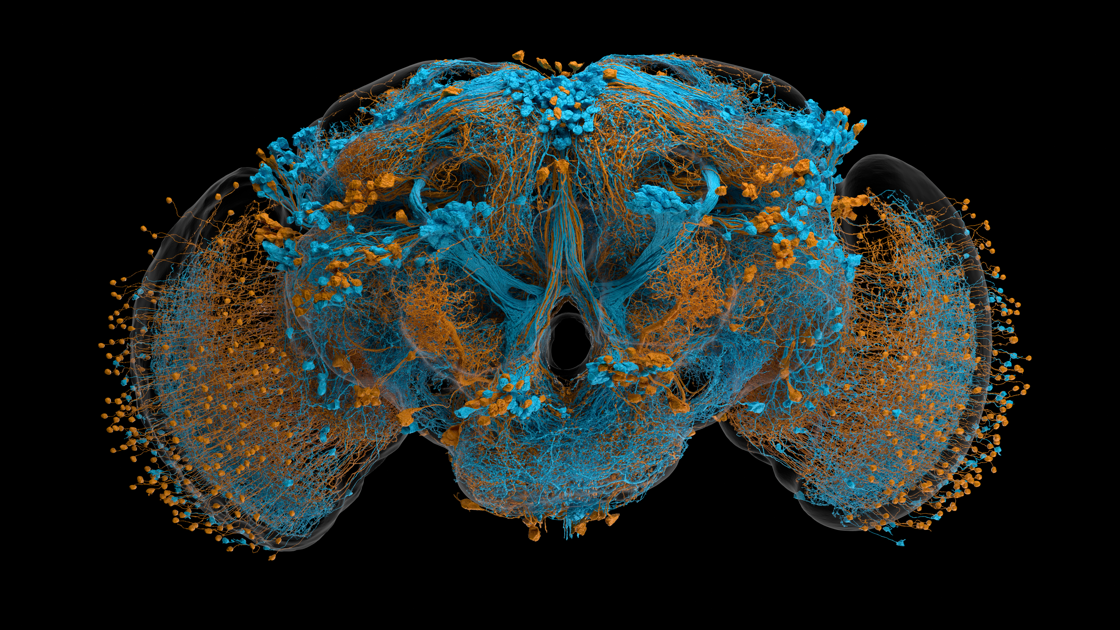 Selected MaleCNS neurons, with male-specific cells in blue and sexually dimorphic cells in orange.