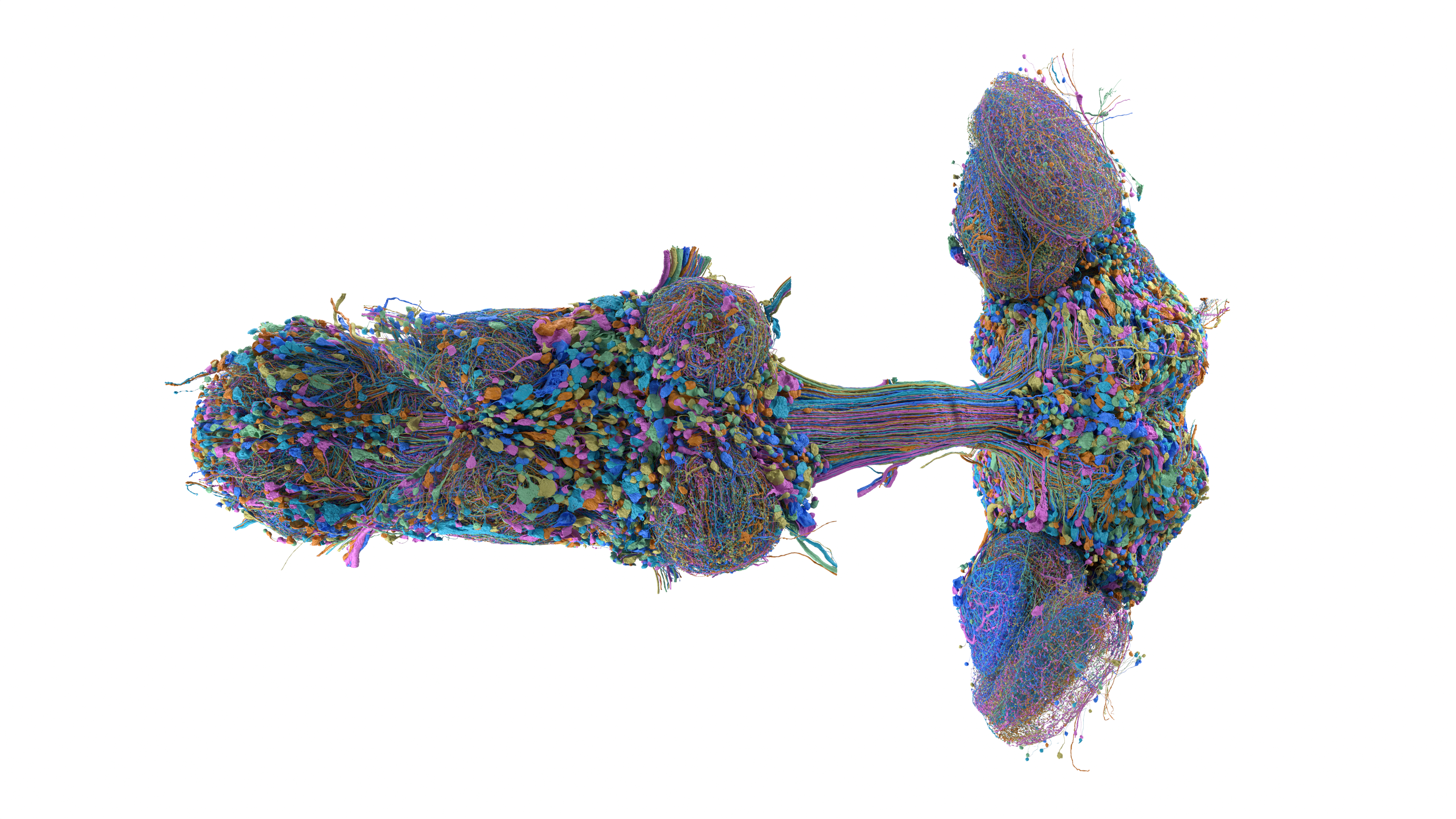 Original MaleCNS rendering showing one representative neuron for each annotated type on a white background.